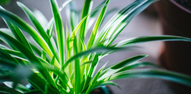 improve wellness with indoor plants